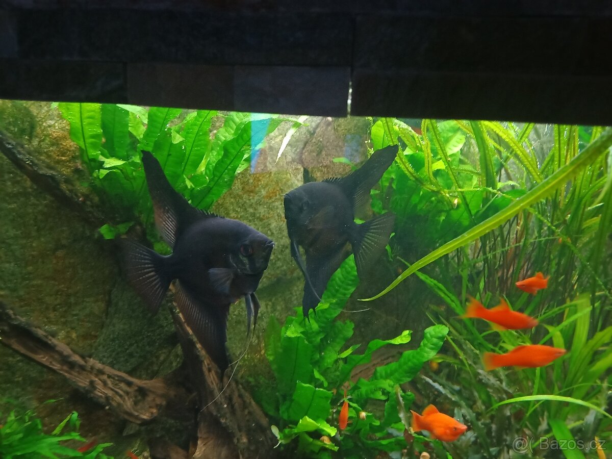 pterophyllum scalare