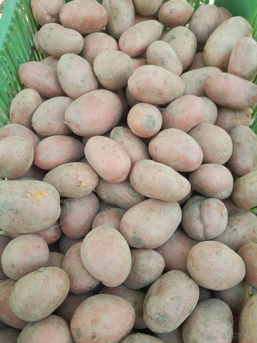 Drobné brambory
