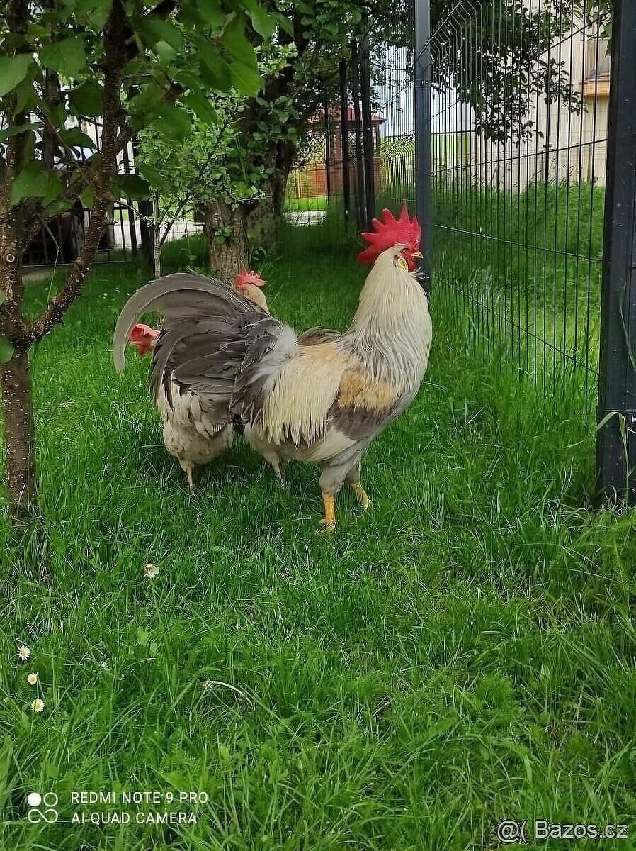 Vlaška izabelova (Perlová)