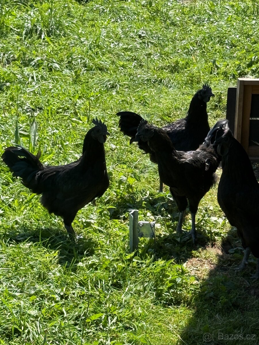 Kouhouti Ayam Ceman