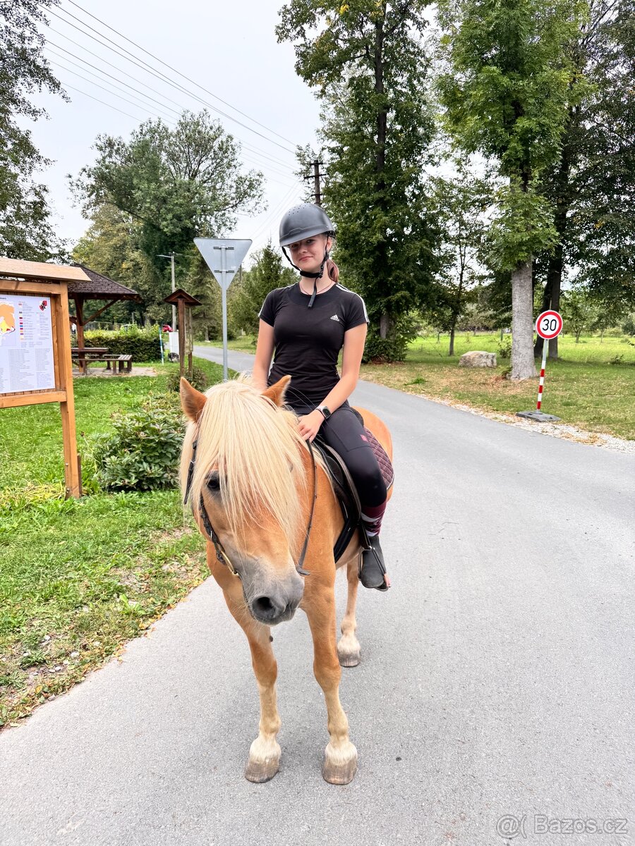 Na prodej – Hafling valach MAX