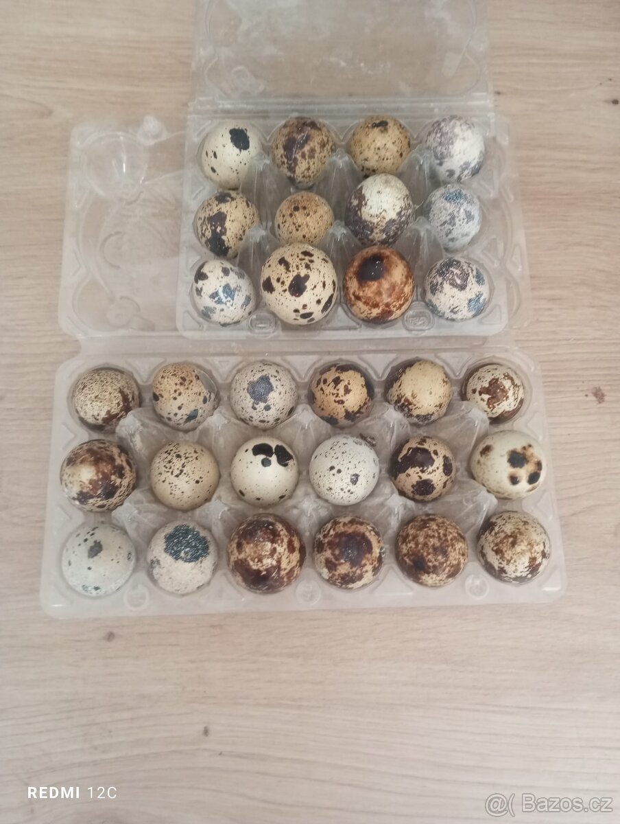 Křepelčí vajíčka