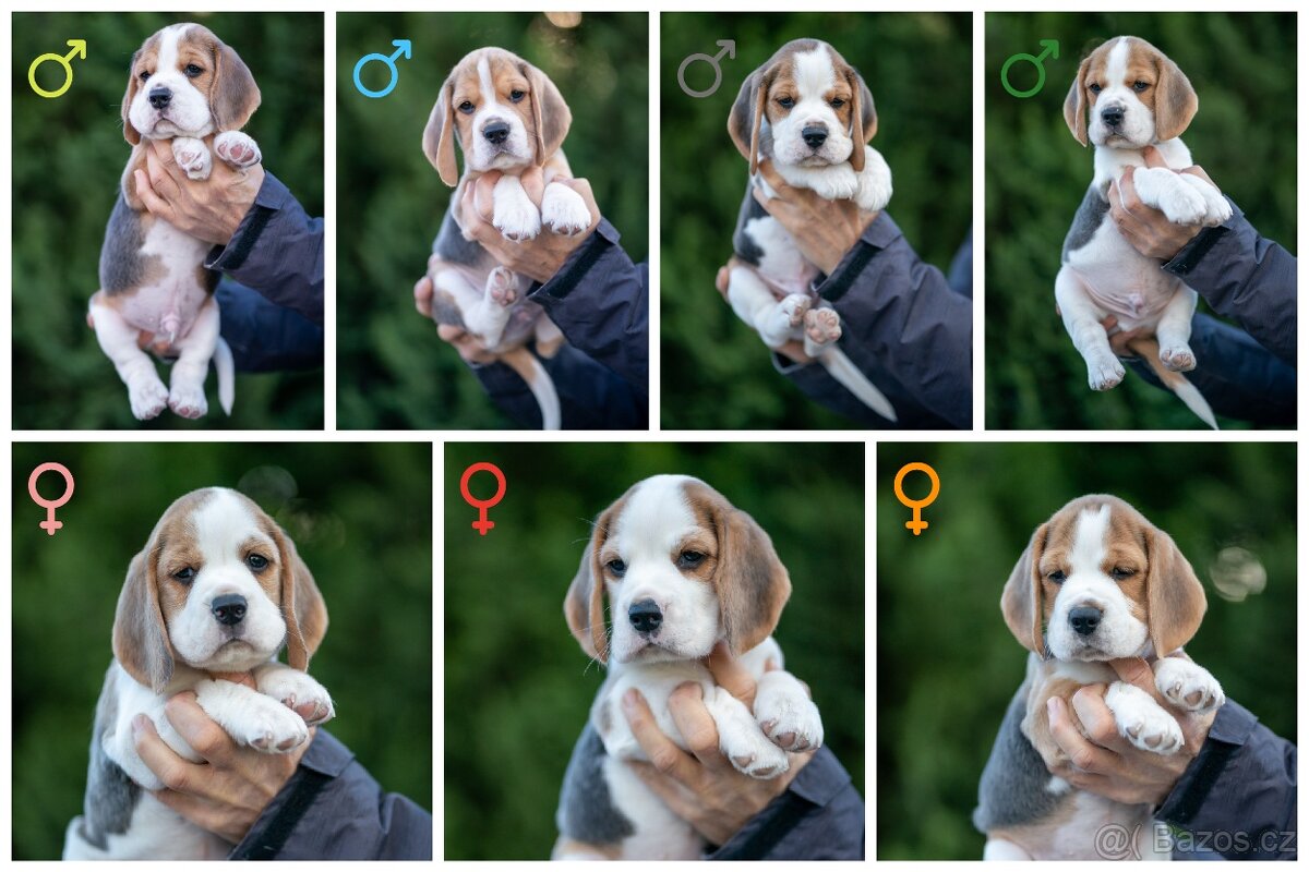 Prodám štěňata bígla s PP