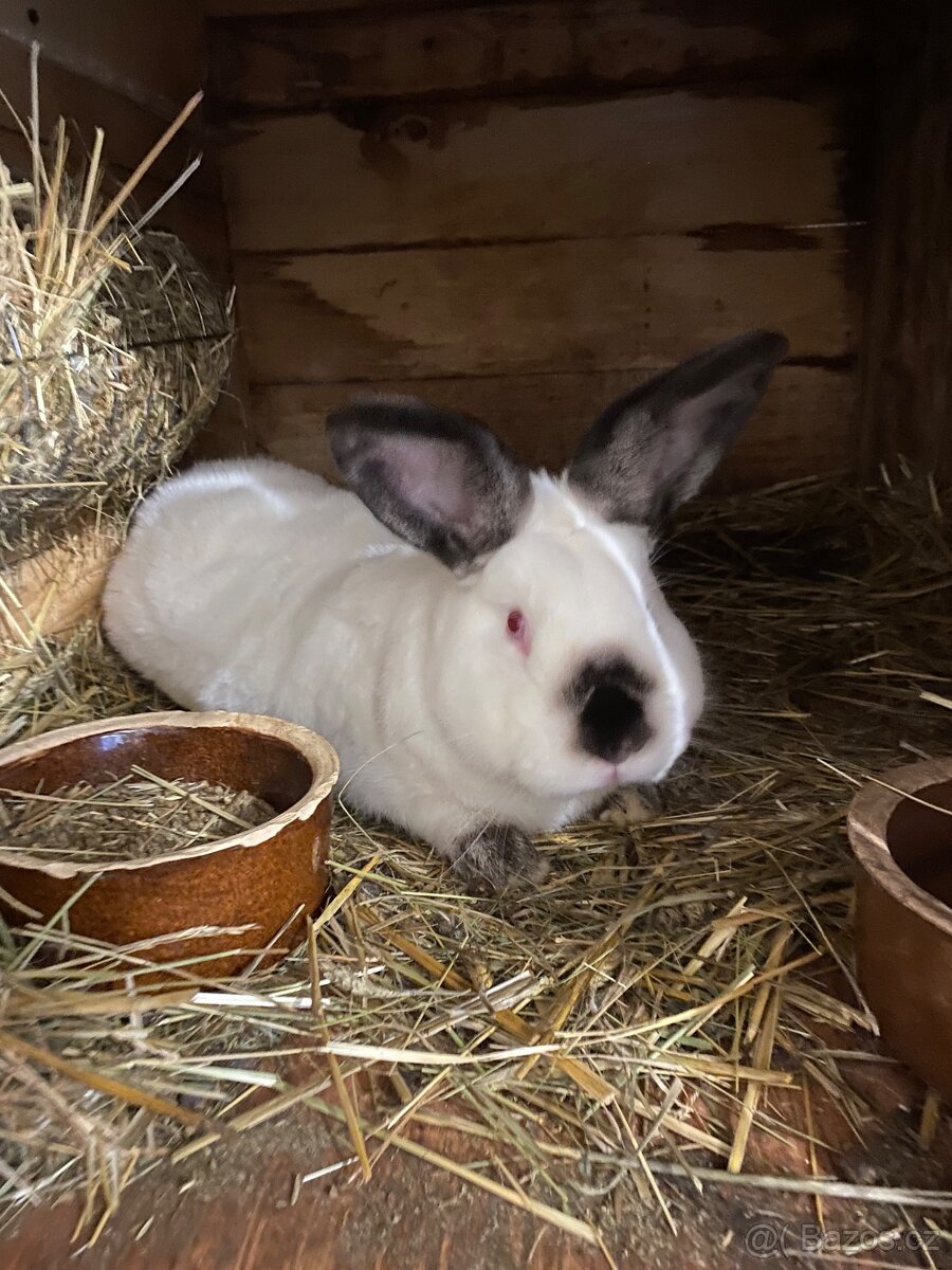 Kalifornský králík