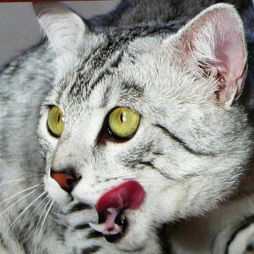 Egyptská Mau s rodokmenem