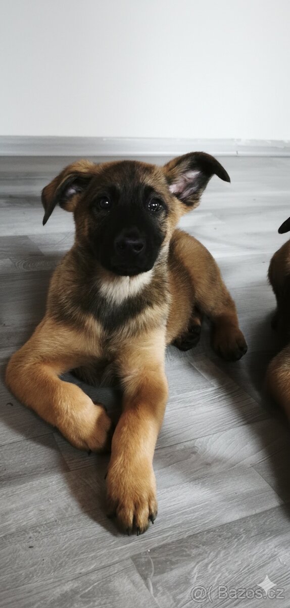 Belgický ovčák malinois