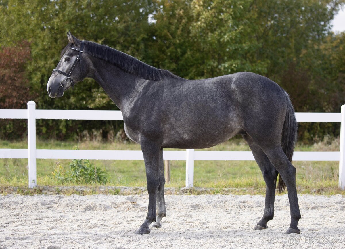 PRODÁME VÍCE MLADÝCH KONÍ