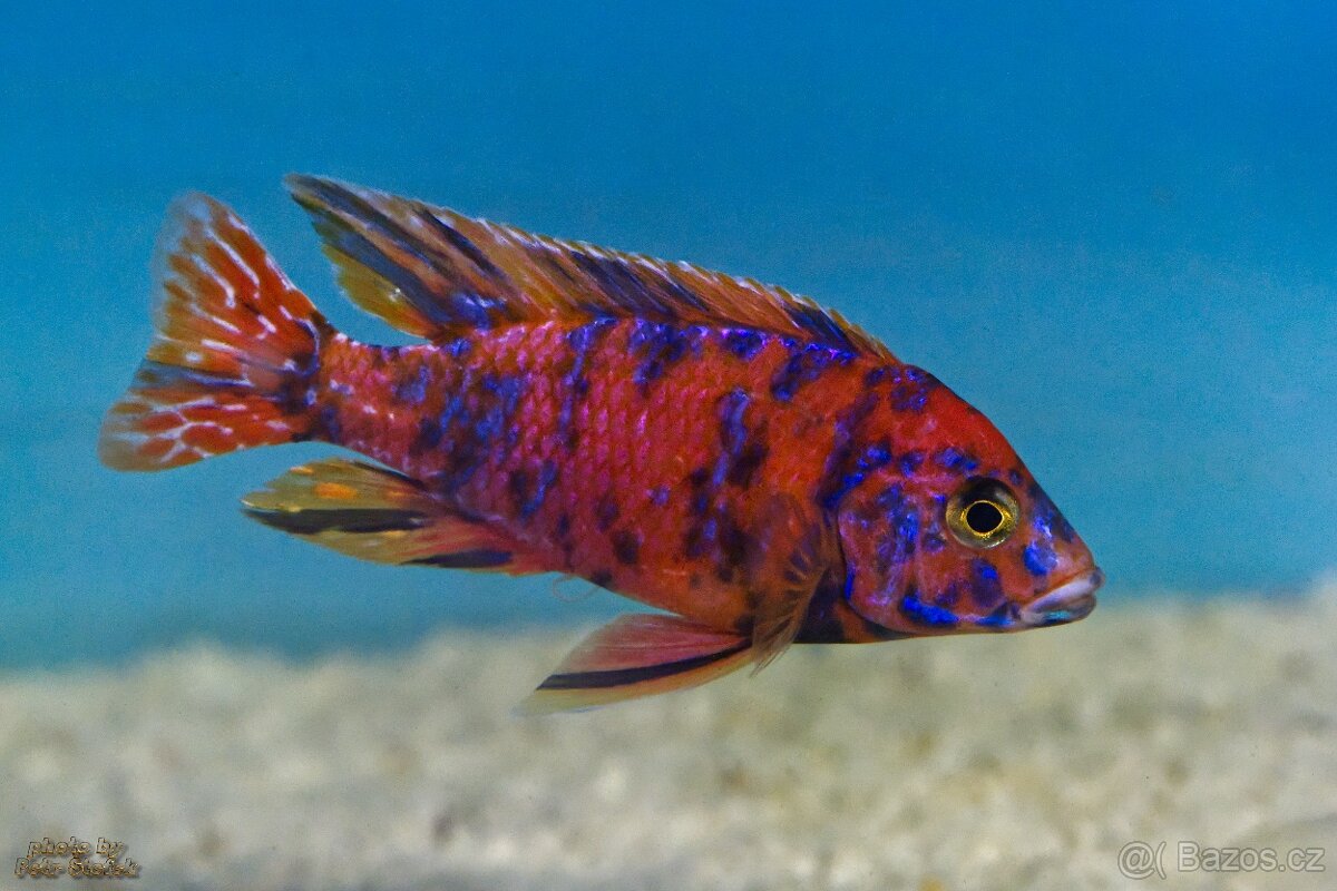 malawi tlamovci