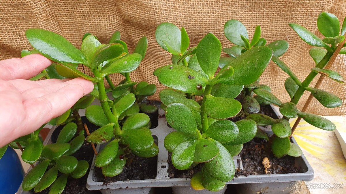 Tlustice vejčitá (Crassula ovata)