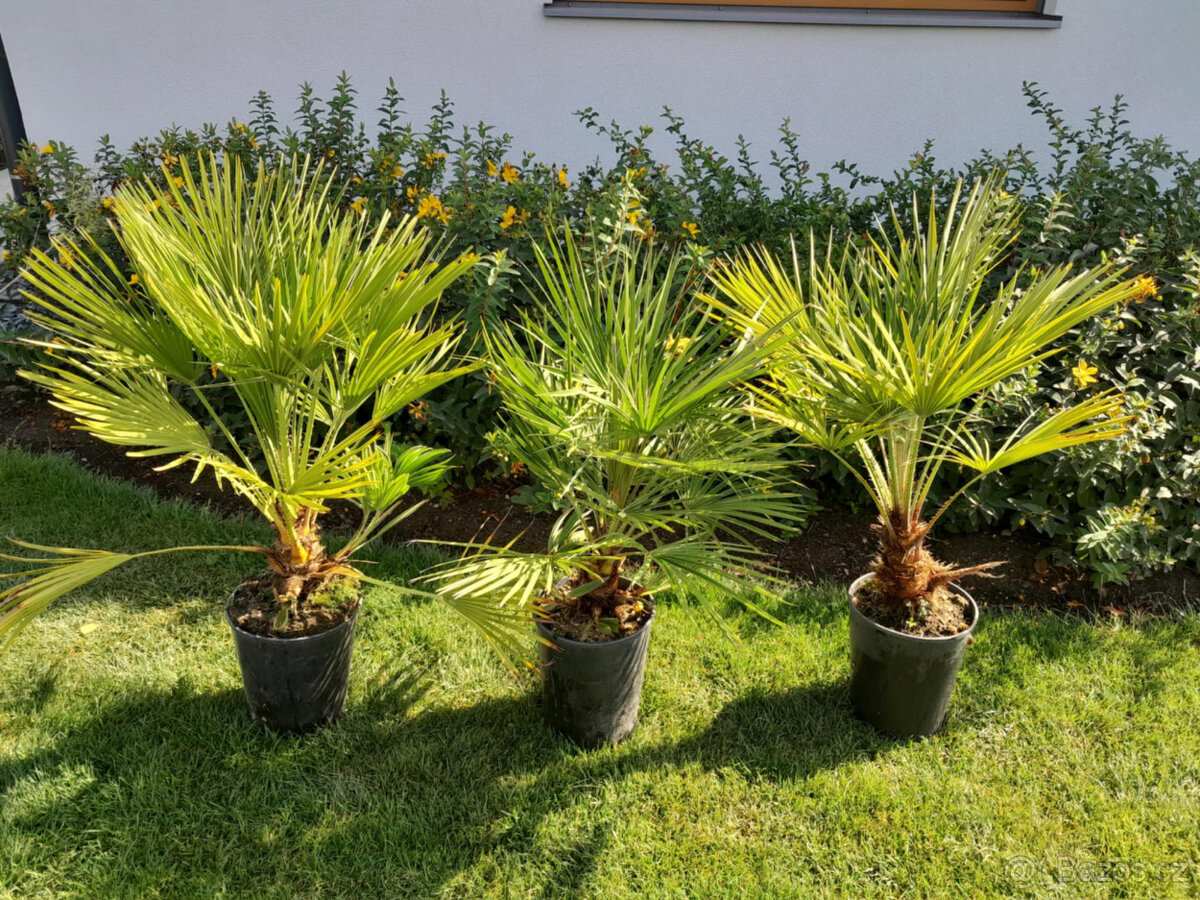 Mrazuvzdorná palma