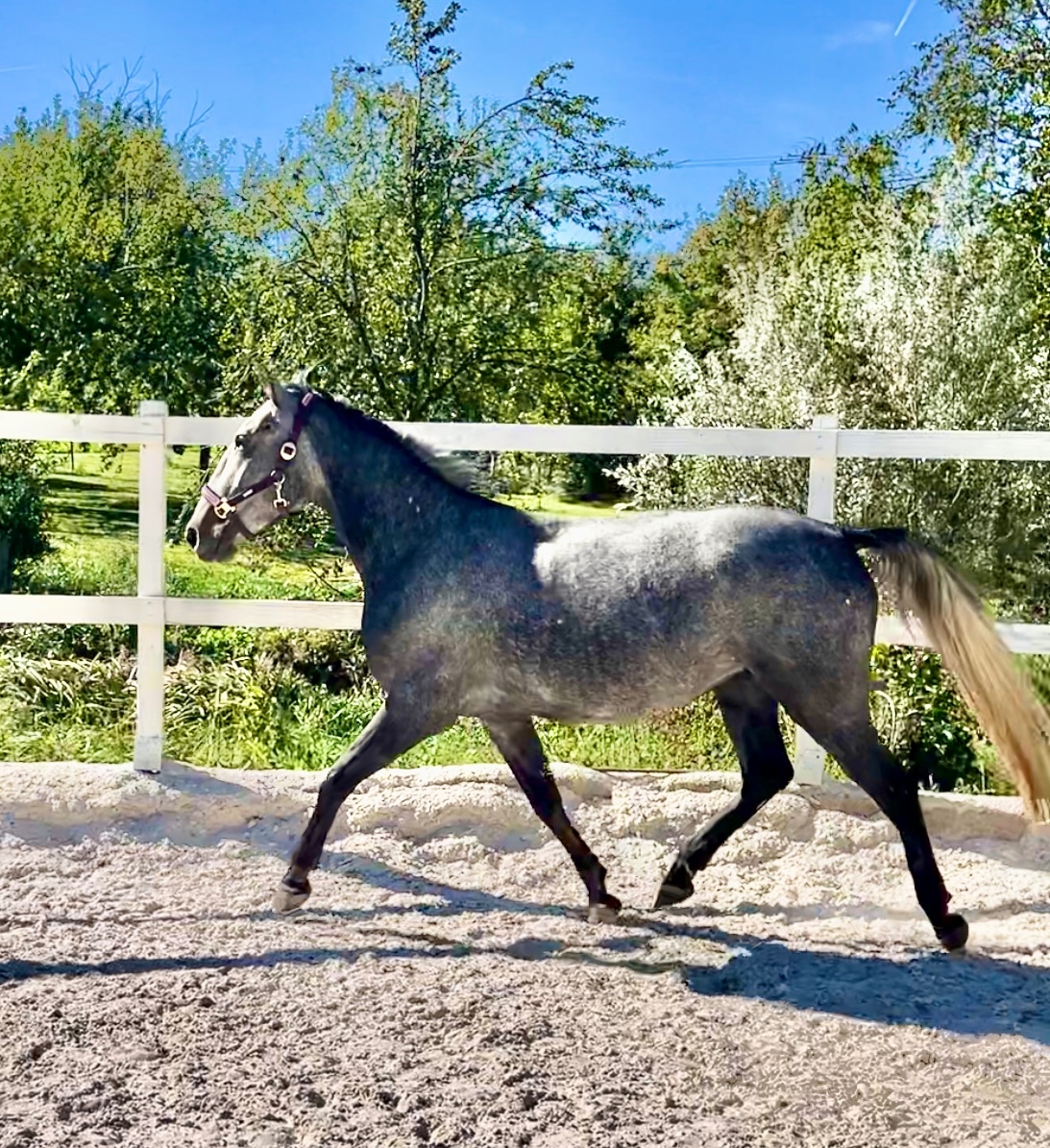 Rodinna / detska klisna