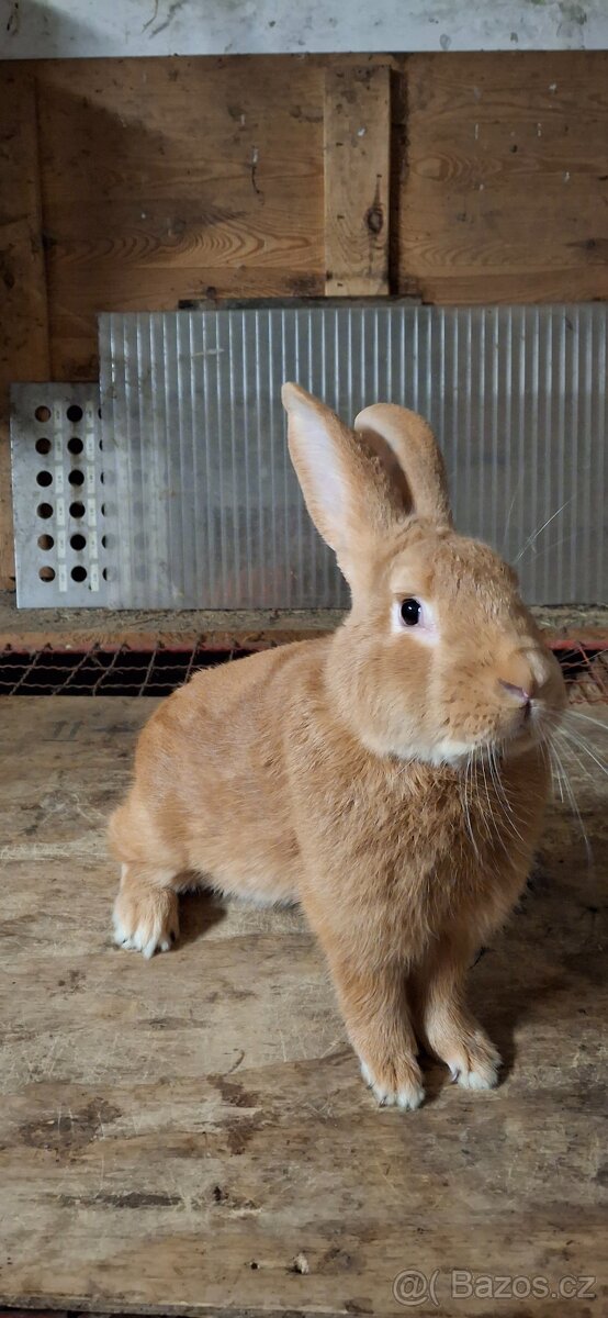 Prodam burunskeho samce