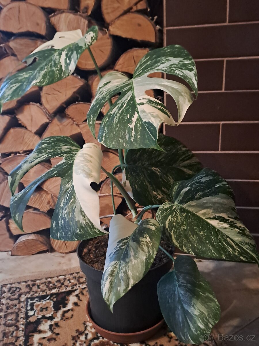 Panašovaná monstera