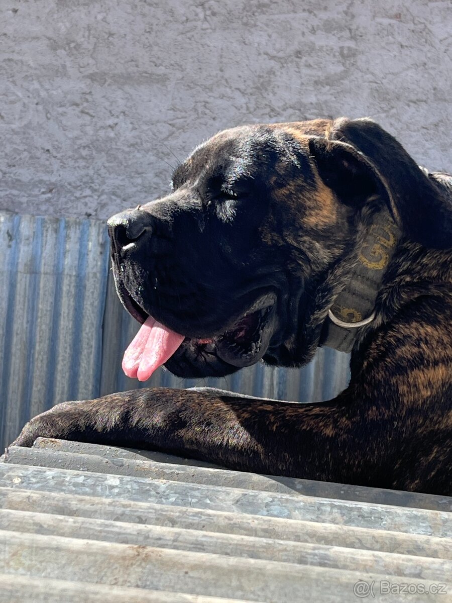 Fenka Cane Corso s PP