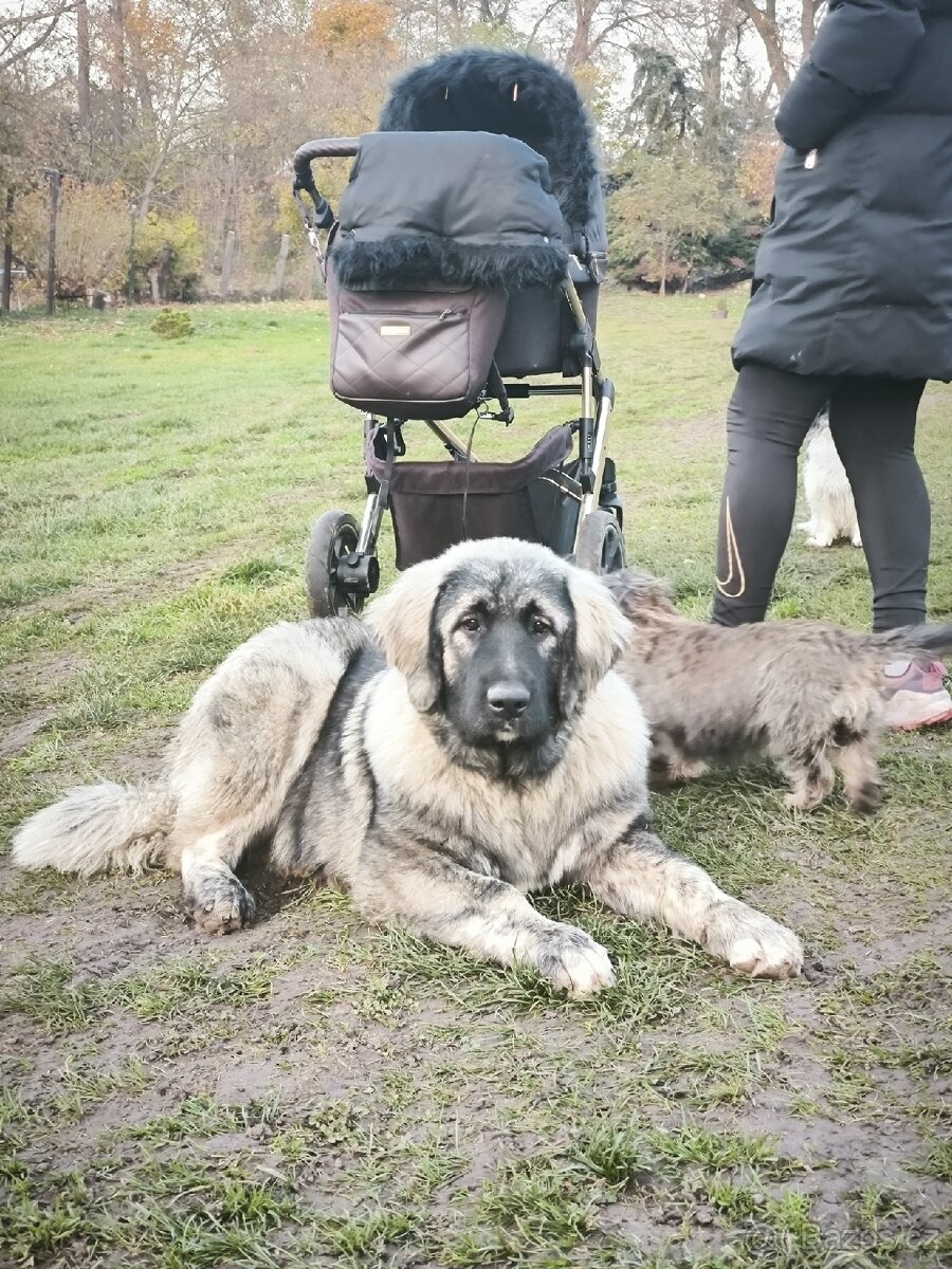 Kavkazský pastevecký pes