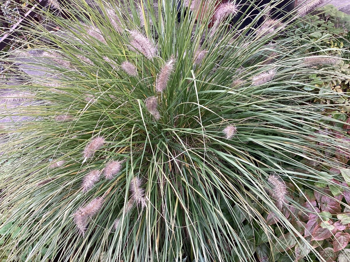 Vousatec, pennisetum, dochan travina cca 60 -80 cm