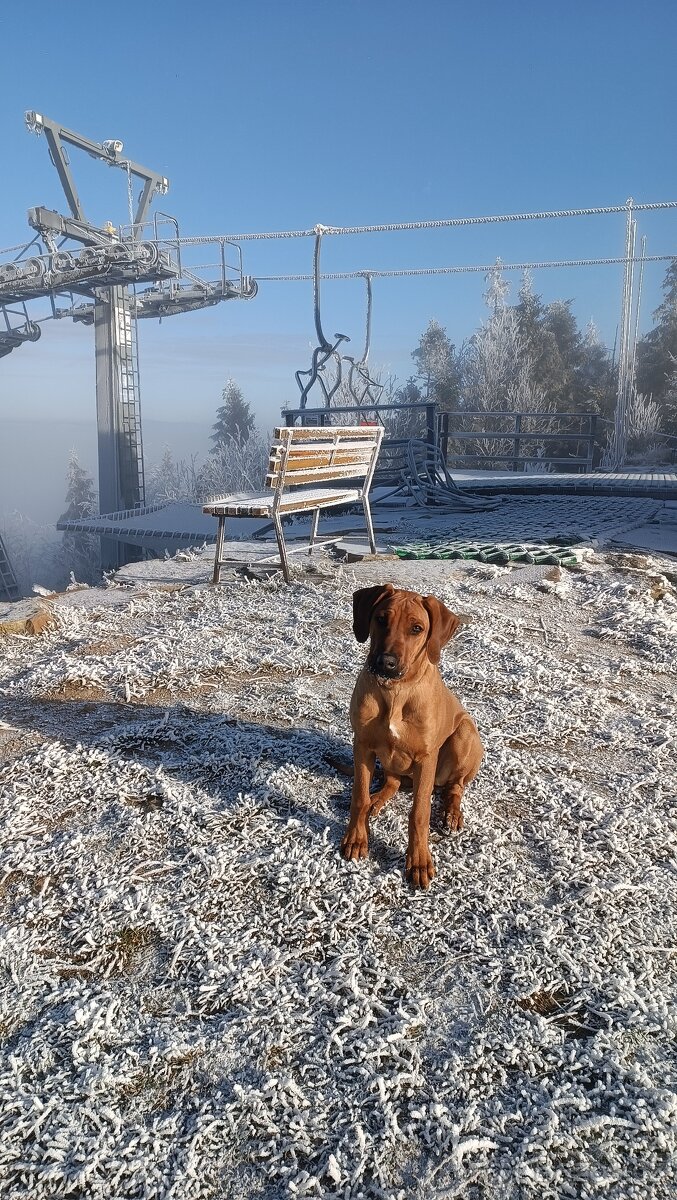 Rhodéský ridgeback