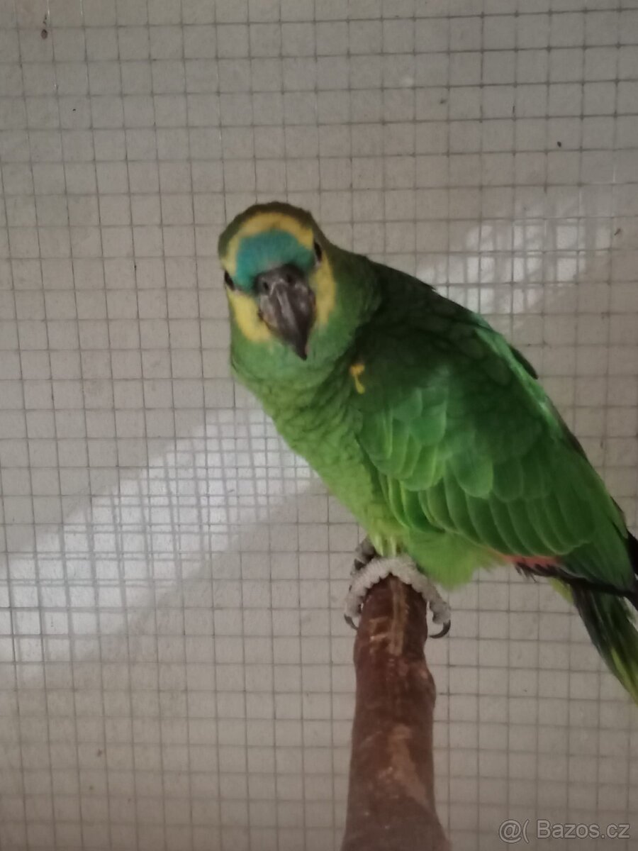 Amazoňan modročelý