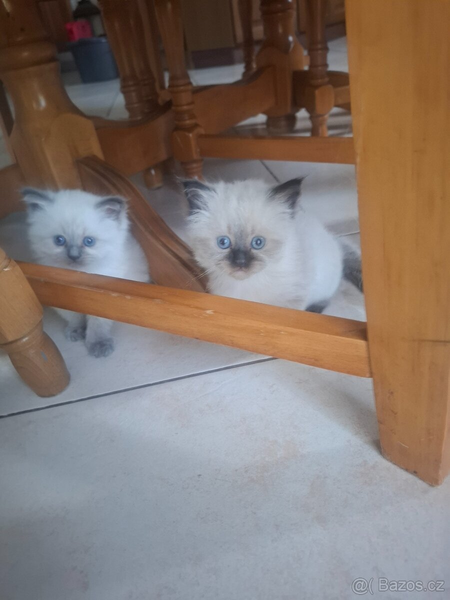 Ragdoll koťátka bez PP
