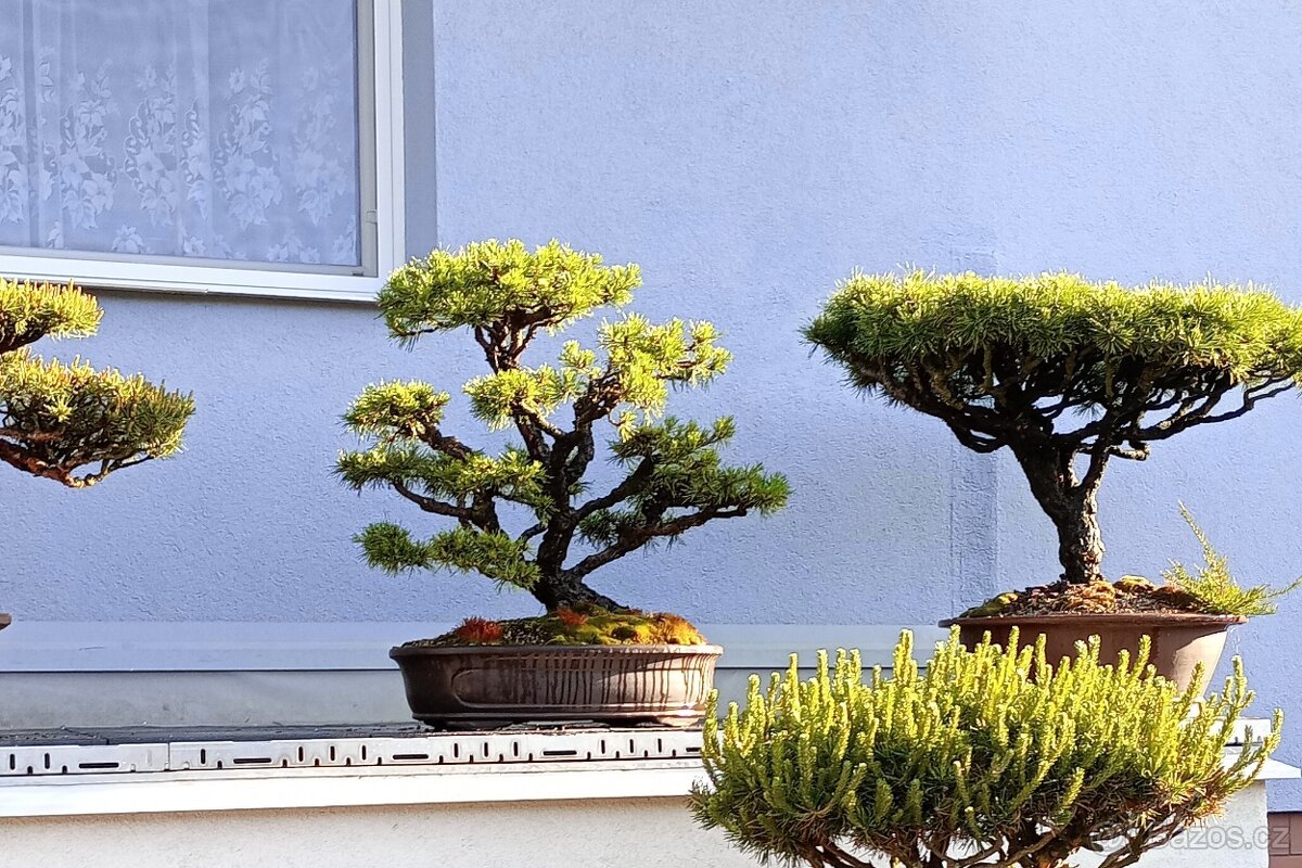 Borovice lesní (Pinus sylvestris) bonsai