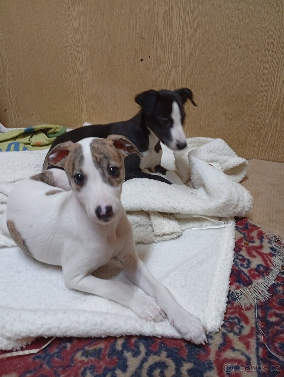 Whippet-Vipet