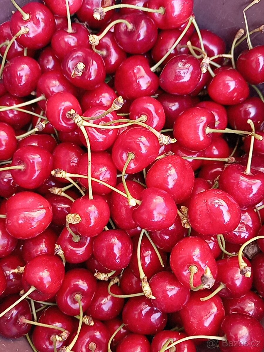 Třešně