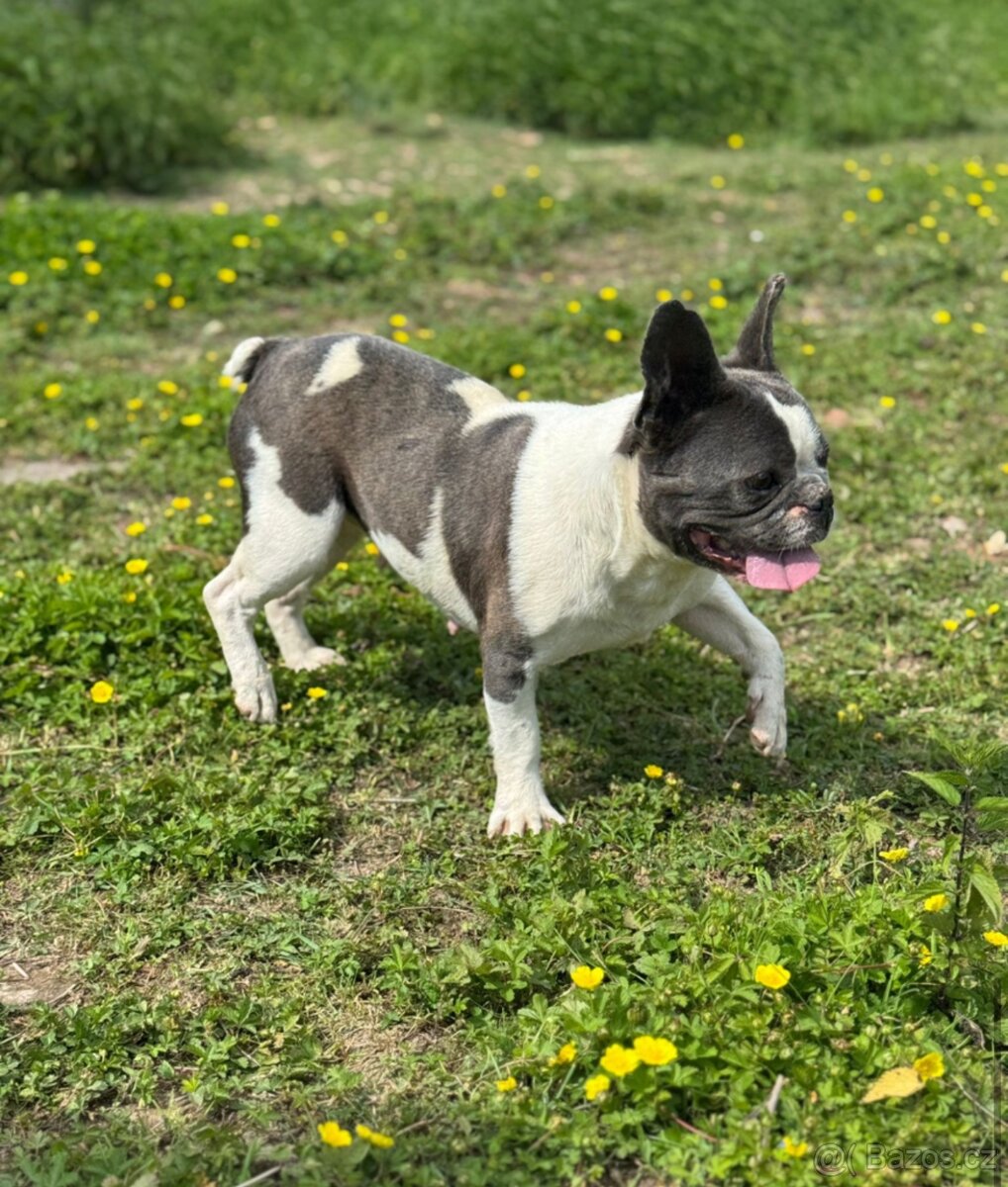 Francouzský buldoček-fenka kastrovaná