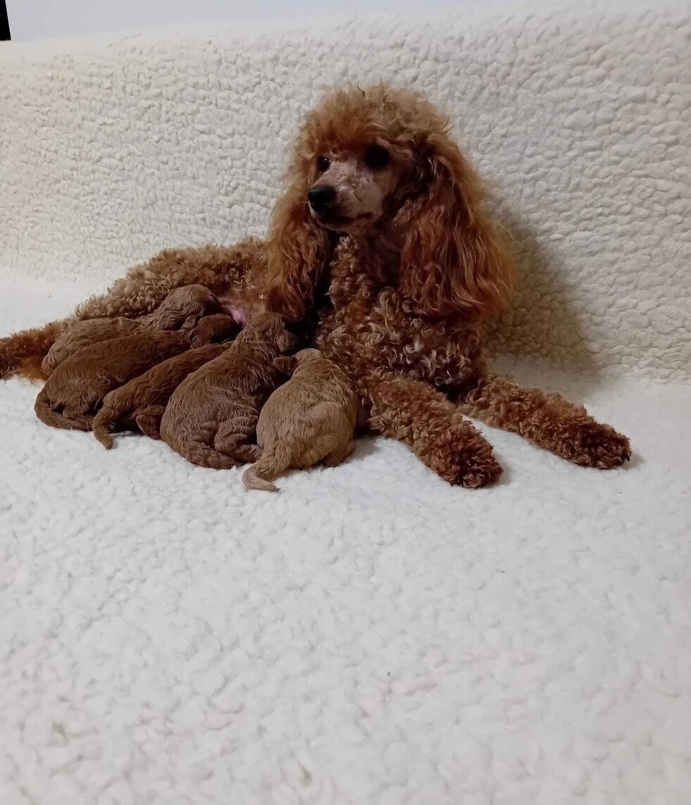 maltipoo