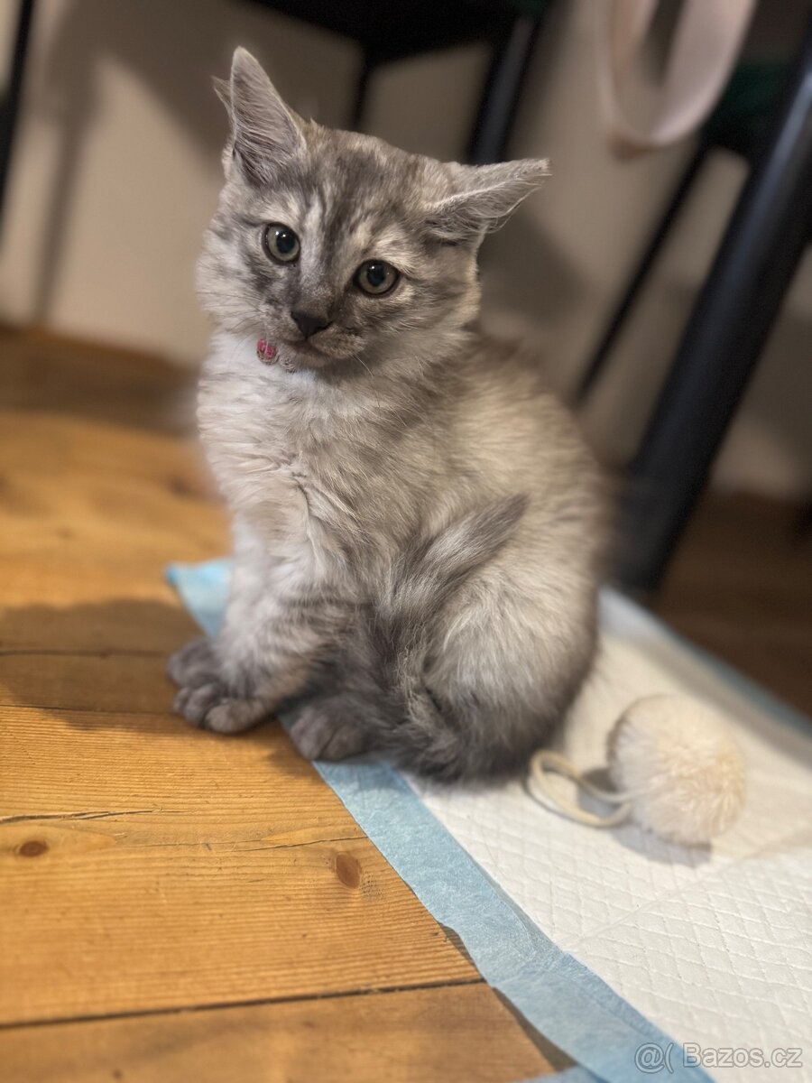Kocourek - kříženec Ragdoll a Evropské kočky