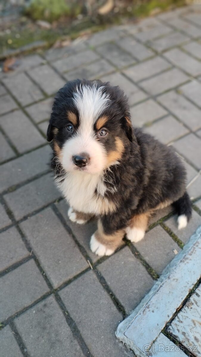Šťěňata Bernský salašnický pes bez Pp