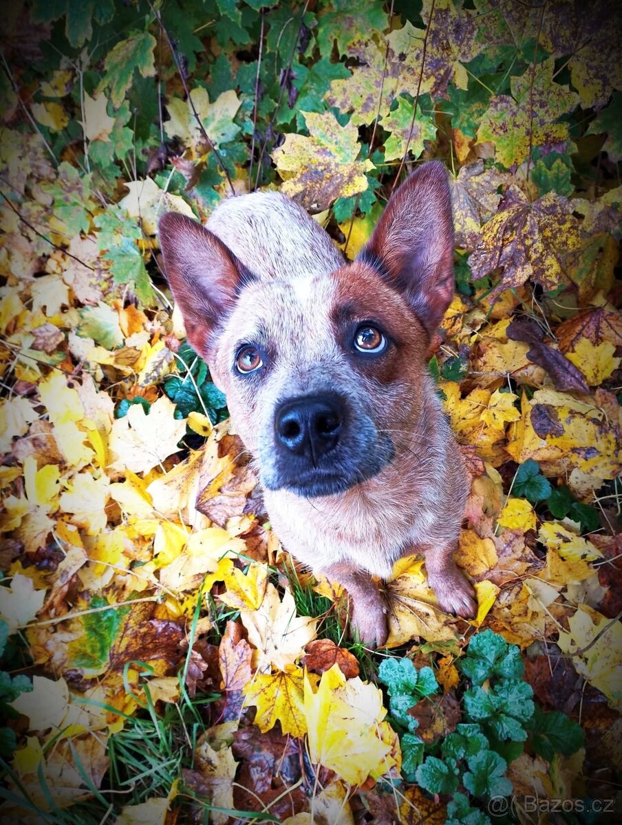 Australský honácký pes