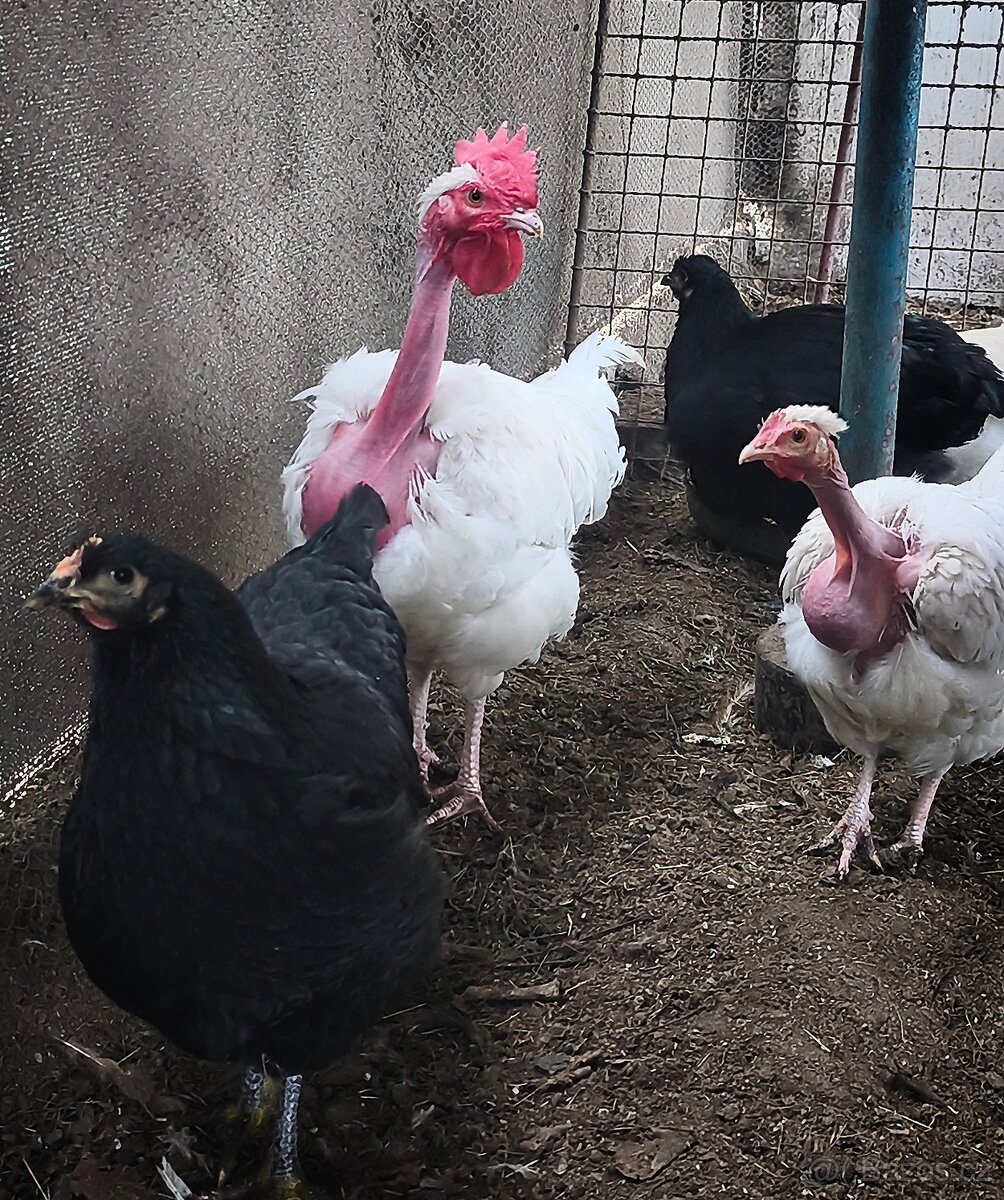 Prodám Holokrčky kohouty