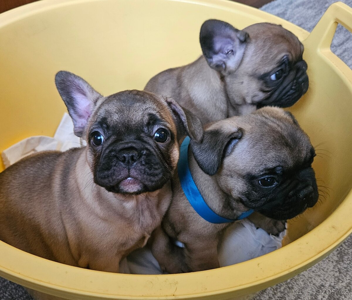 Francouzský buldoček