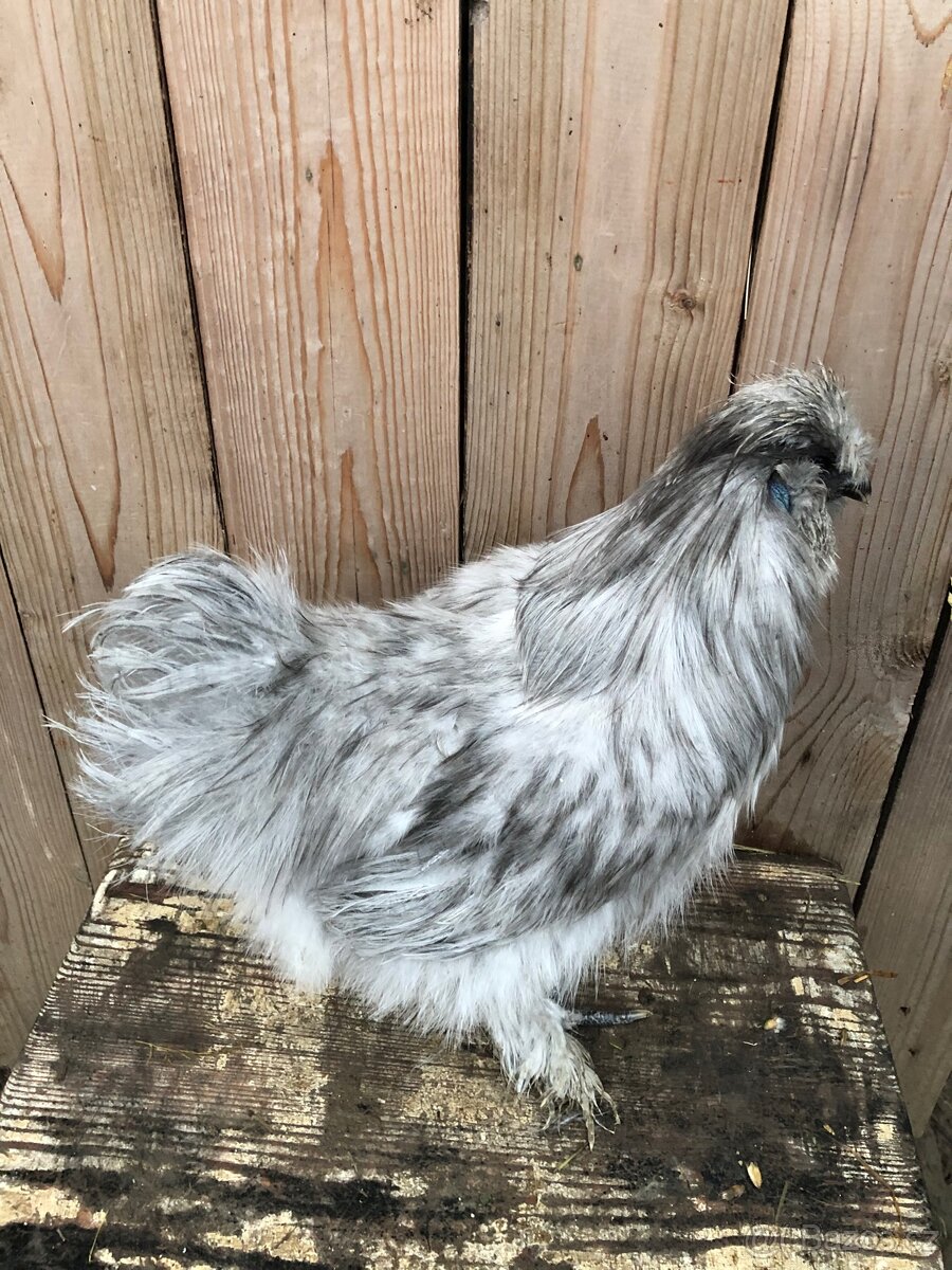 Hedvábnička perlově šedá.