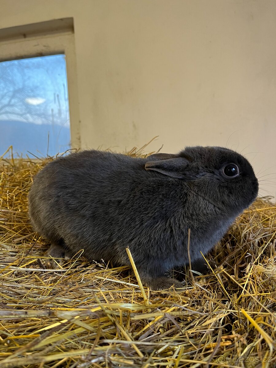 Prodám králíka zakrslý modrý