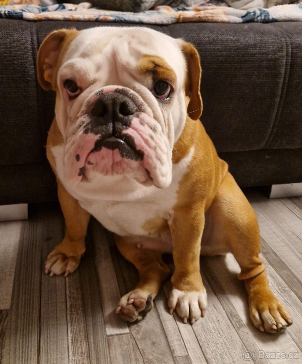Anglicky buldok