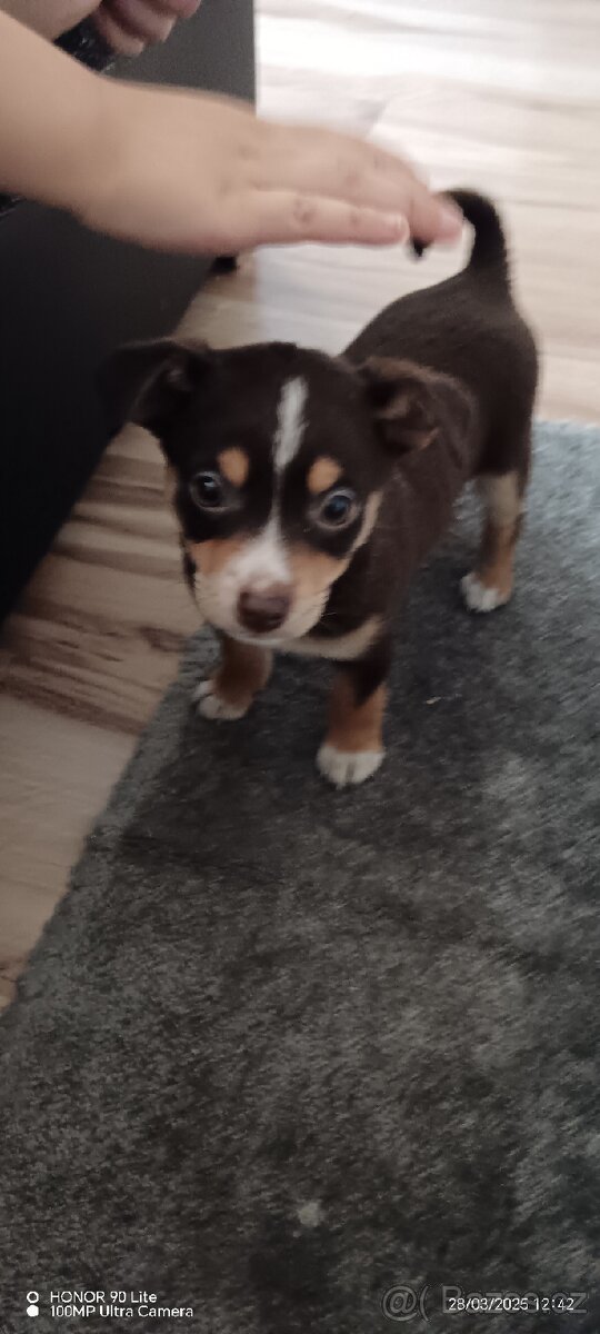 Čivava s něčím sprclá