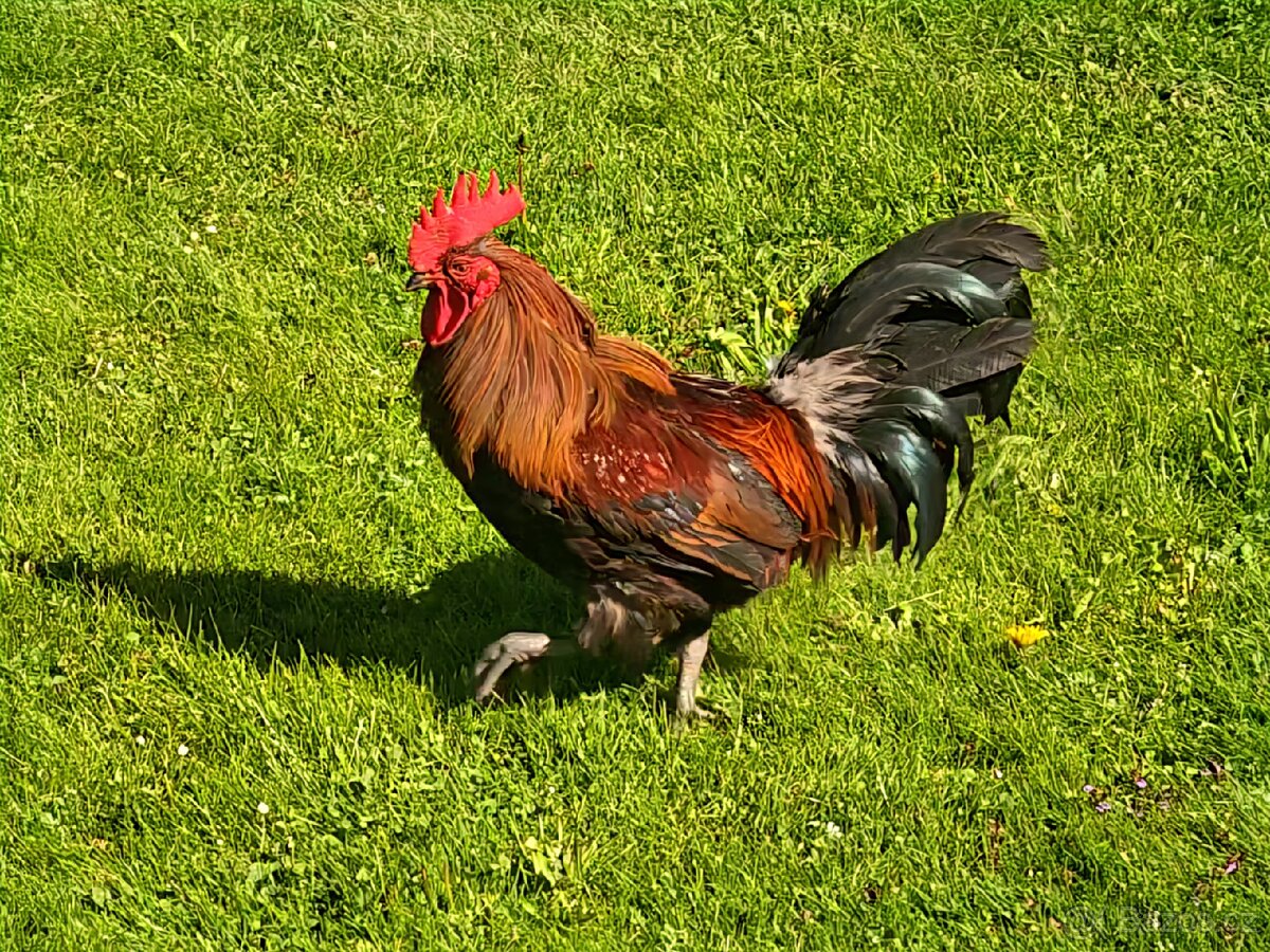 Kohout - ČZK