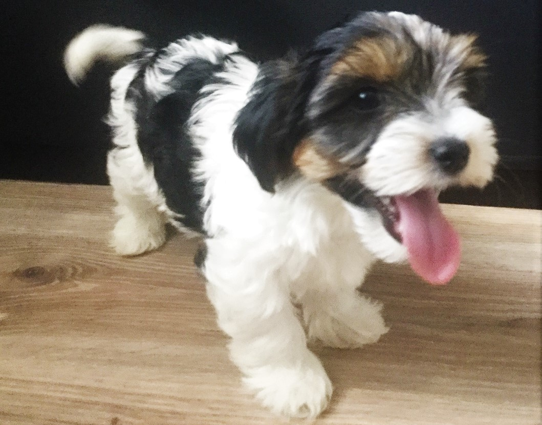 Shanim Jorkšírský teriér, Biewer terrier kluk s i bez PP