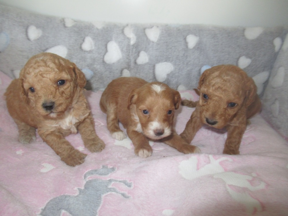 Maltipoo štěňátka