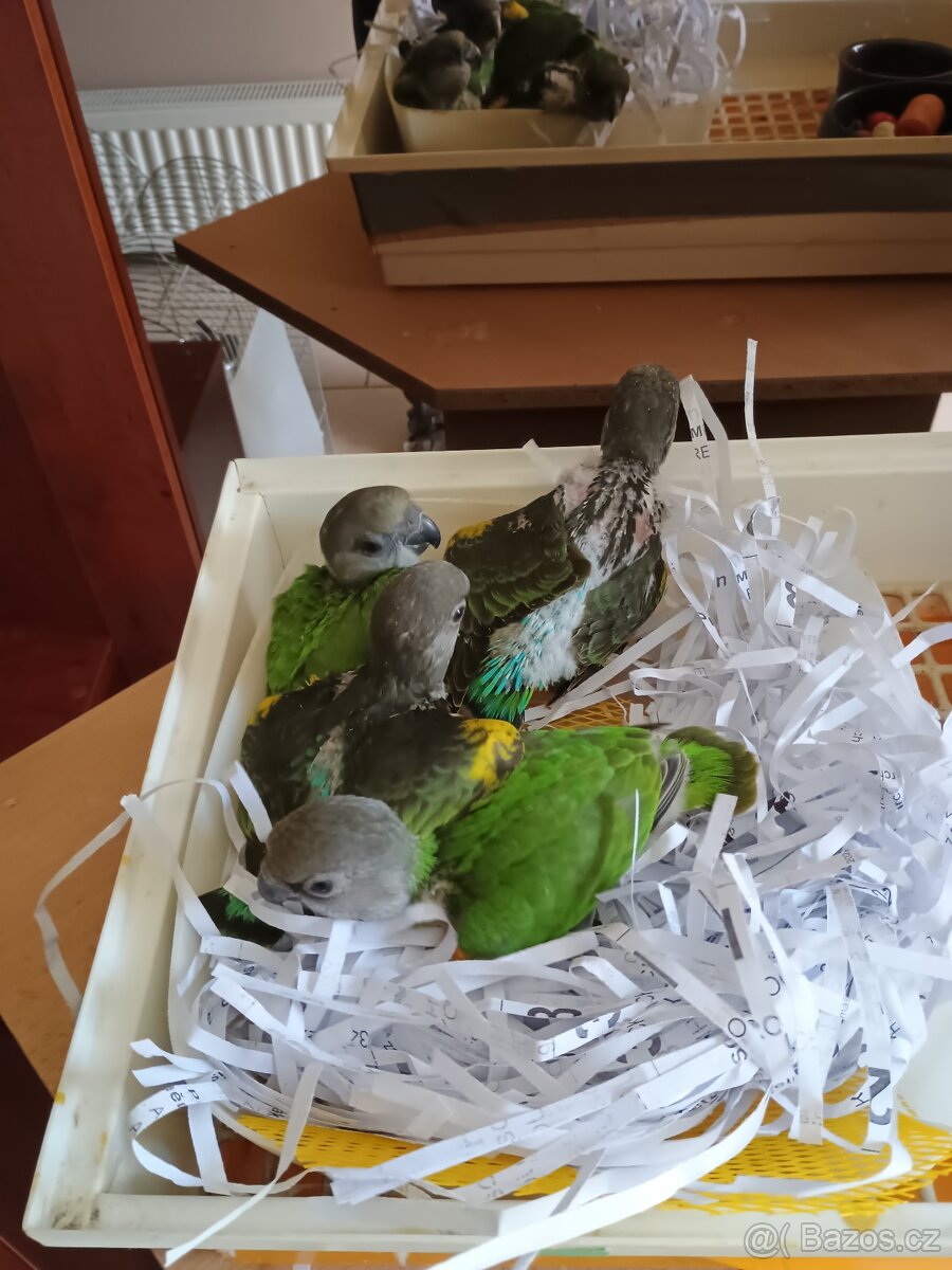 Papoušek žlutotemenný a senegalský