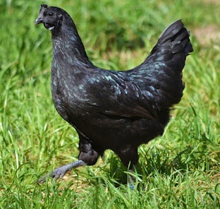 -- NÁSADOVÁ VEJCE - AYAM CEMANI