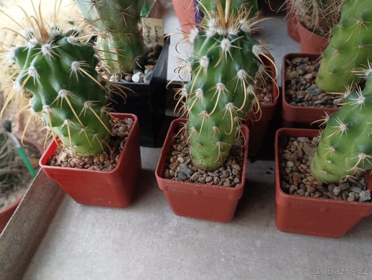 Kaktusy 🌵