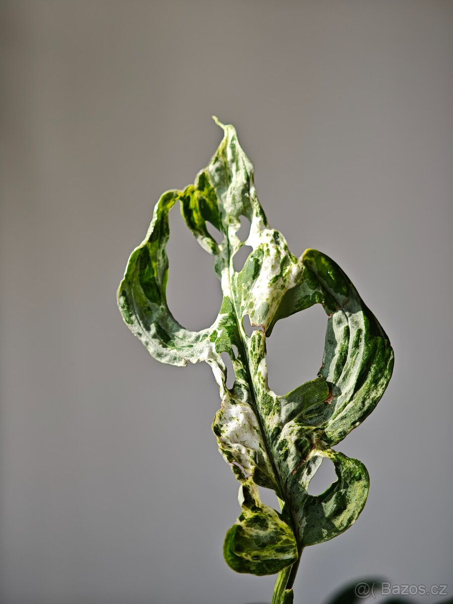 Monstera Laniata Mottled