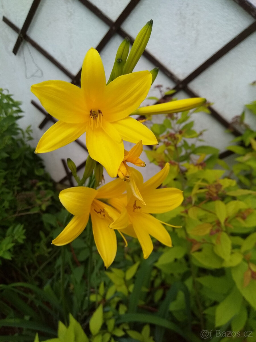 Denivka žlutá, jednoduchá, žluté hvězdy, krásná, sazenice