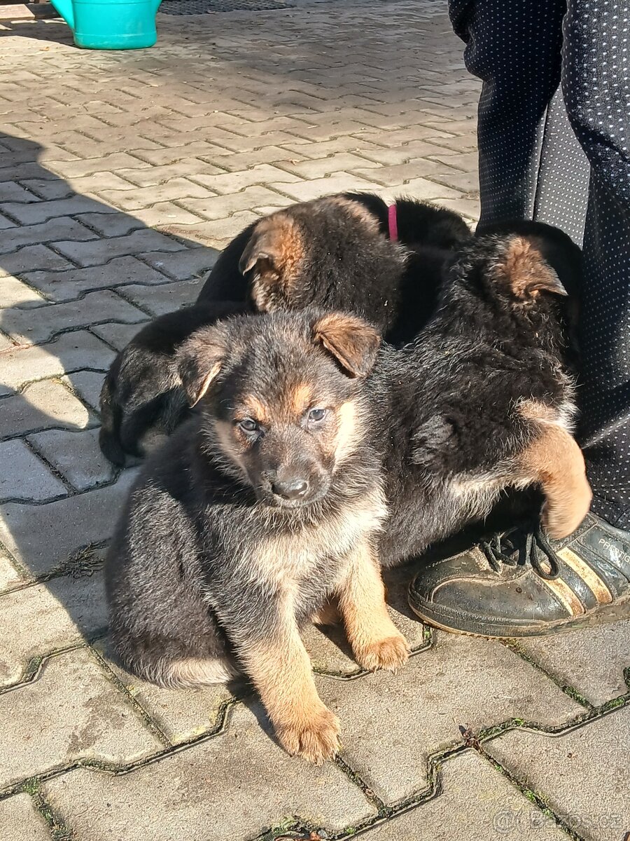 Německý ovčák - štěňata