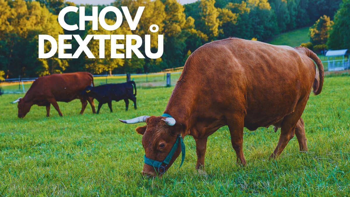 Rezervace na dexter jalovice s POP na rok 2026