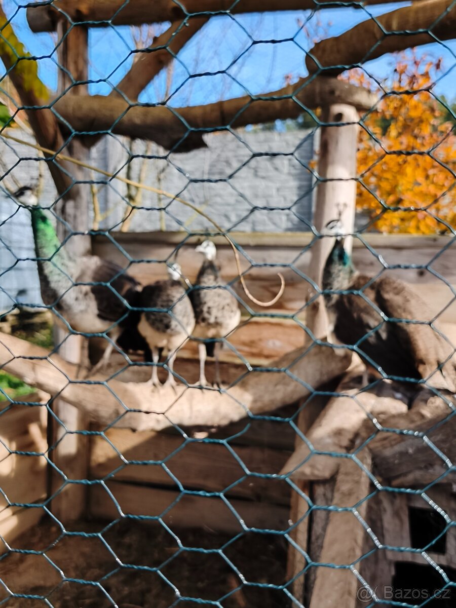 Páv korunkatý modrý