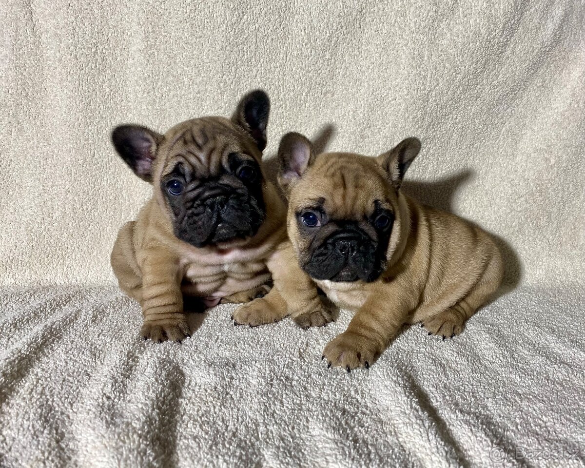 TOP francouzský buldoček s PP FCI