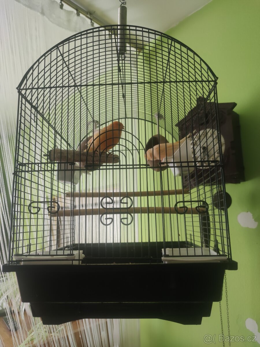 Kanár samice +klec